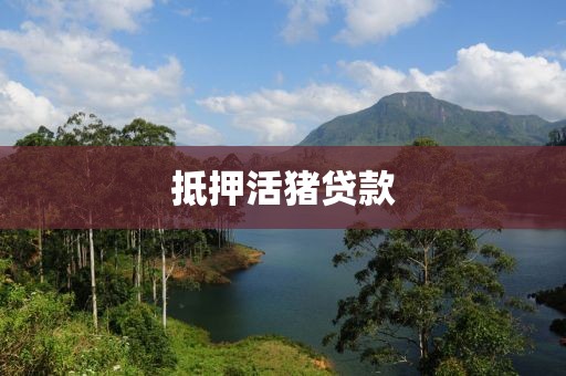 抵押活猪贷款